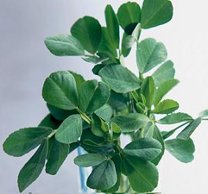 Fenugreek Extract Cas No.: 55399-93-4