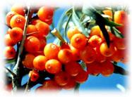 What is Seabuckthorn oil ? 8 Benefits of Sea Buckthorn Oil and What is Sea buckthorn oil