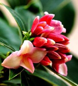 Diethylaninlethyl hexanote CAS. No.:  10369-83-2