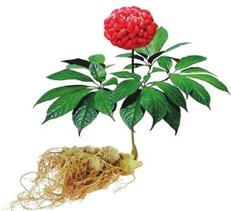 San Qi (Tian Qi)  Notoginseng Powder (tienchi Powder)