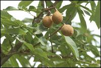 Escin,Chestnut Extract CAS No. 6805-41-0