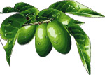 Extra Virgin olive oil