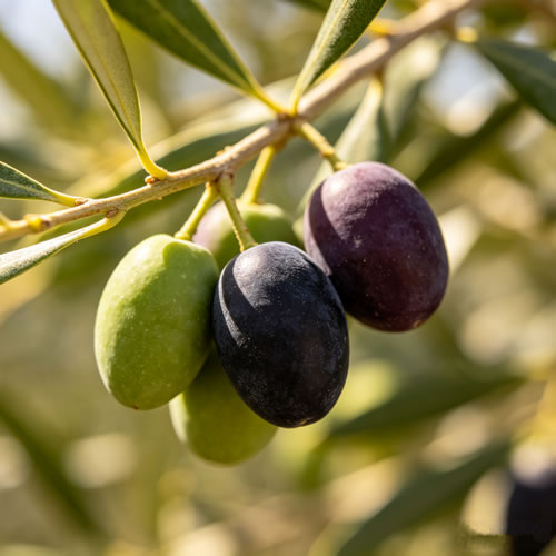 Extra Virgin olive oil