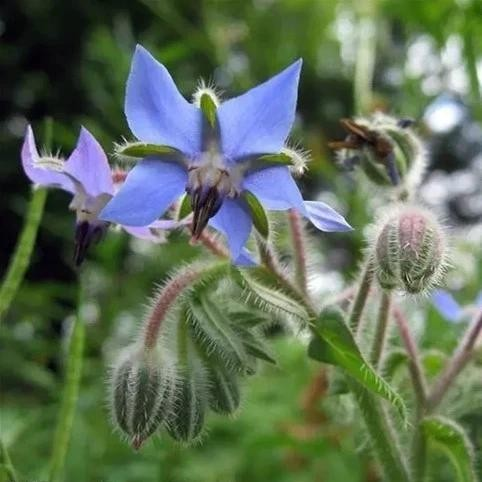 Refined Borage oil GLA
