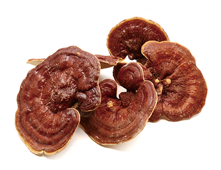 Reishi Ganoderma lucidum spore powder- shell broken