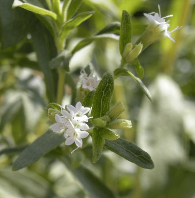 Stevia P.E. Stevioside Cas No.: 57817-89-7