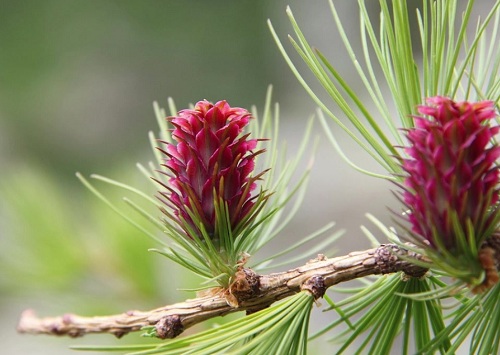 Larch Extract Cas No.: 9036-66-2